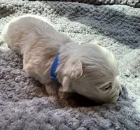 Mr. Blue, a male Havamalt for sale in Arvada, CO – 6 of 8