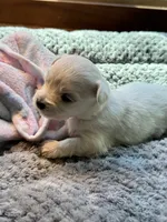 Miss Fushia, a female Havamalt for sale in Arvada, CO – 5 of 6