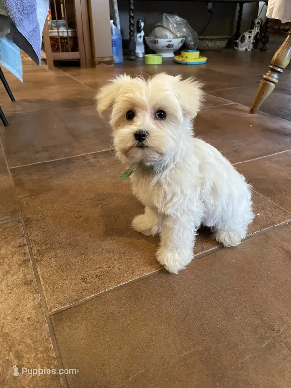 Mr. Red – Havamalt puppy for sale in Arvada, CO