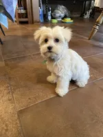 Mr. Red, a male Havamalt for sale in Arvada, CO – 1 of 1