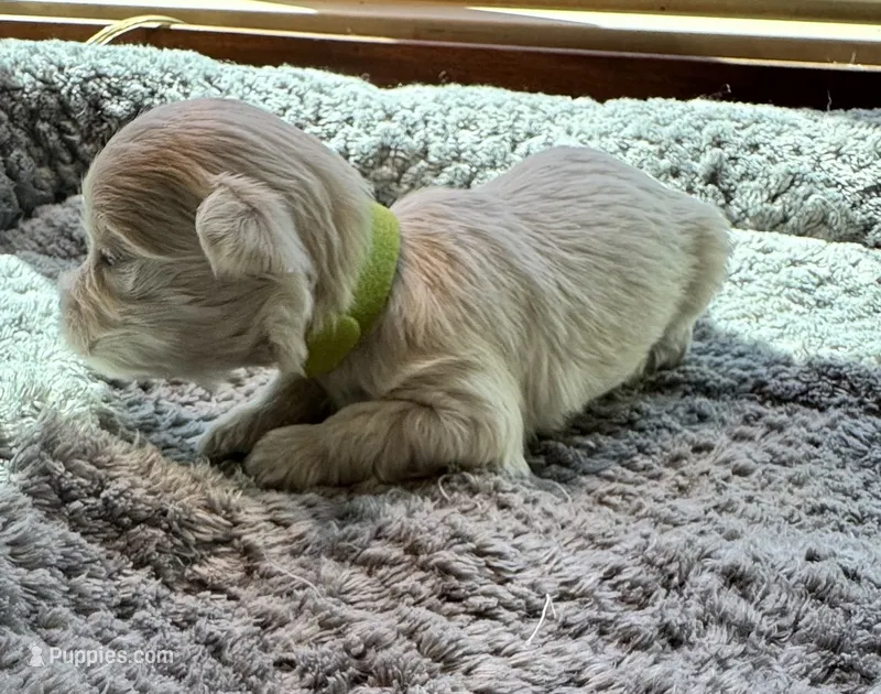 Miss Lime – Havamalt puppy for sale in Arvada, CO