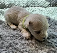 Miss Lime, a female Havamalt for sale in Arvada, CO – 3 of 9