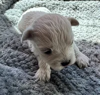 Mr. Brown, a male Havamalt for sale in Arvada, CO – 2 of 5