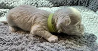Miss Lime, a female Havamalt for sale in Arvada, CO – 6 of 9