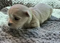 Miss Lime, a female Havamalt for sale in Arvada, CO – 5 of 9