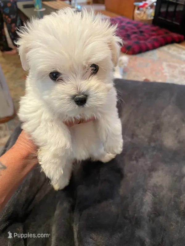 Mr. Green – Havamalt puppy for sale in Arvada, CO