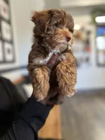 Yorkipoo, a female Yorkipoo for sale in Melbourne, FL – 7 of 7