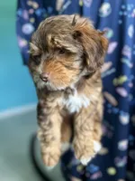 Yorkipoo, a female Yorkipoo for sale in Melbourne, FL – 3 of 7