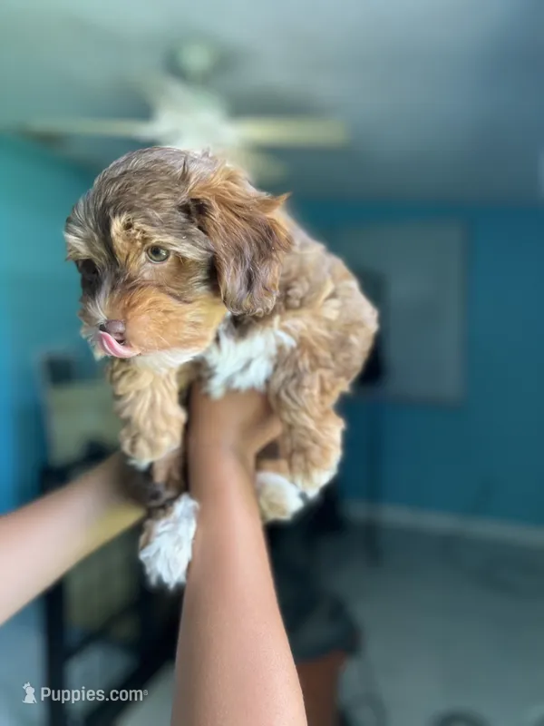 Yorkipoo – Yorkipoo puppy for sale in Melbourne, FL