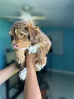 Yorkipoo, a female Yorkipoo for sale in Melbourne, FL – 1 of 7