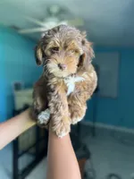 Yorkipoo, a female Yorkipoo for sale in Melbourne, FL – 2 of 7