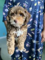 Yorkipoo, a female Yorkipoo for sale in Melbourne, FL – 4 of 7