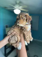 Yorkipoo, a female Yorkipoo for sale in Melbourne, FL – 5 of 7