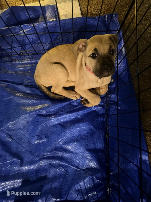 Meila  – German Shepherd Dog, American Pit Bull Terrier puppy for sale in Columbia, SC