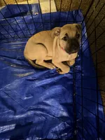 Meila , a female German Shepherd Dog and American Pit Bull Terrier for sale in Columbia, SC – 1 of 1