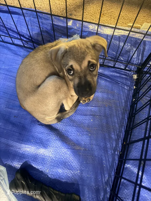 Chance – German Shepherd Dog, American Pit Bull Terrier puppy for sale in Columbia, SC