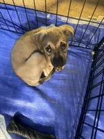 Chance, a male German Shepherd Dog and American Pit Bull Terrier for sale in Columbia, SC – 1 of 1
