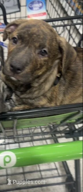 Kemet – German Shepherd Dog, American Pit Bull Terrier puppy for sale in Columbia, SC