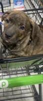 Kemet, a male German Shepherd Dog and American Pit Bull Terrier for sale in Columbia, SC – 1 of 2