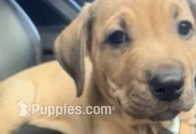 Scooby – German Shepherd Dog, American Pit Bull Terrier puppy for sale in Columbia, SC
