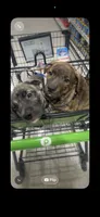 Kemet, a male German Shepherd Dog and American Pit Bull Terrier for sale in Columbia, SC – 2 of 2