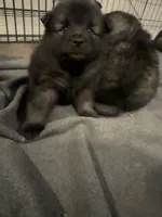 Light Blue - Bubbles, a female Keeshond for sale in Pleasant Grove, UT – 6 of 8