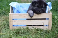 Orange - Pumpkin, a male Keeshond for sale in Pleasant Grove, UT – 2 of 10