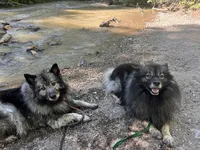 Light Blue - Bubbles, a female Keeshond for sale in Pleasant Grove, UT – 4 of 8