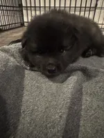Light Blue - Bubbles, a female Keeshond for sale in Pleasant Grove, UT – 2 of 8