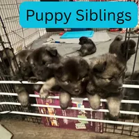Light Blue - Bubbles, a female Keeshond for sale in Pleasant Grove, UT – 5 of 8