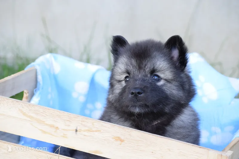 Pink - Peaches – Keeshond puppy for sale in Pleasant Grove, UT