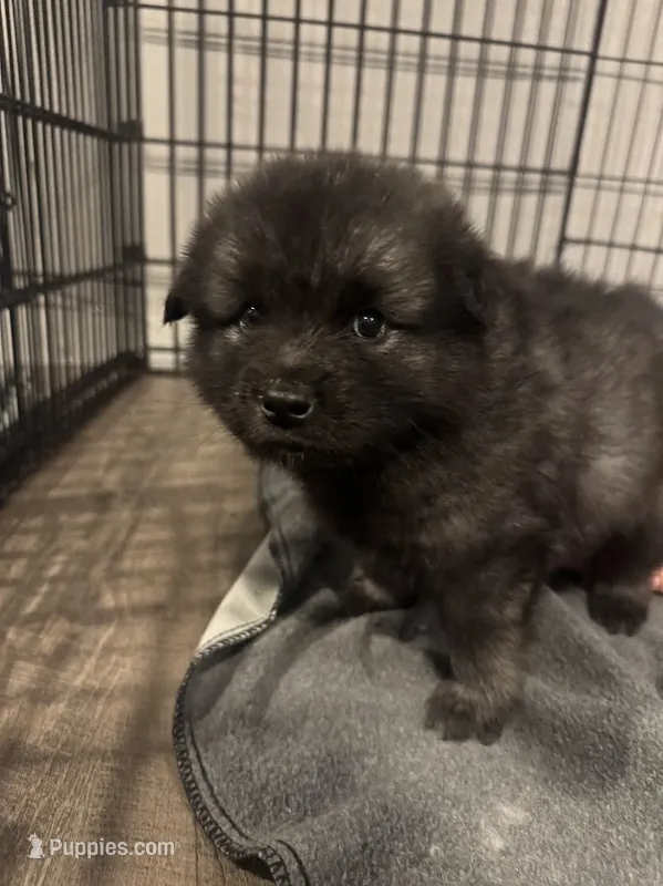 Orange - Pumpkin – Keeshond puppy for sale in Pleasant Grove, UT