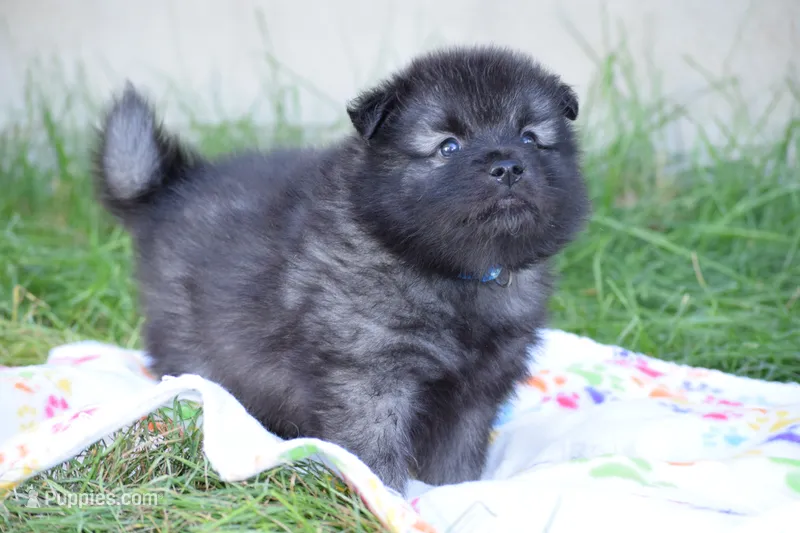 Light Blue - Bubbles – Keeshond puppy for sale in Pleasant Grove, UT