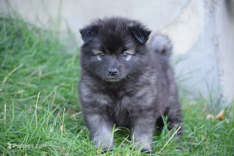 Purple - Plum – Keeshond puppy for sale in Pleasant Grove, UT