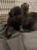 Light Blue - Bubbles, a female Keeshond for sale in Pleasant Grove, UT – 3 of 8