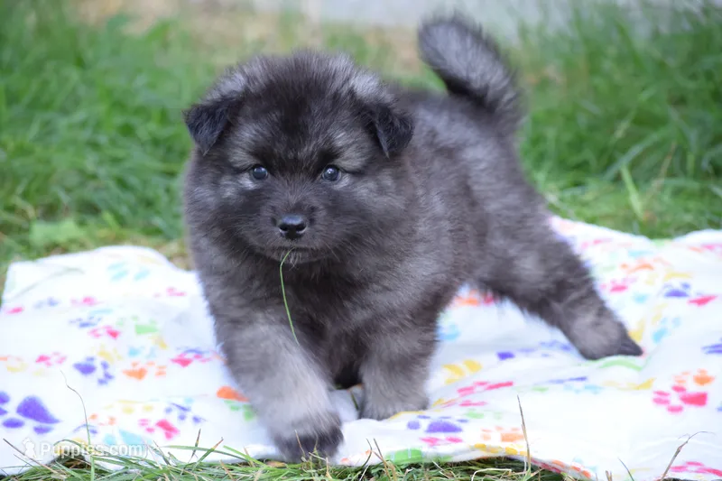 Orange - Pumpkin – Keeshond puppy for sale in Pleasant Grove, UT