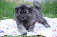 Orange - Pumpkin, a male Keeshond for sale in Pleasant Grove, UT – 1 of 10