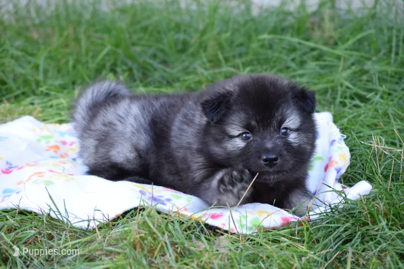 Yellow - Waffles – Keeshond puppy for sale in Pleasant Grove, UT