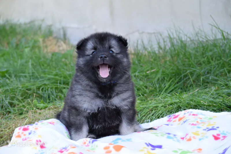 Dark Blue - River – Keeshond puppy for sale in Pleasant Grove, UT