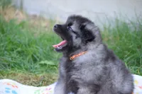 Orange - Pumpkin, a male Keeshond for sale in Pleasant Grove, UT – 3 of 10