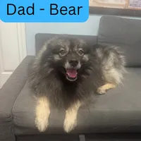 Orange - Pumpkin, a female Keeshond for sale in Pleasant Grove, UT – 3 of 5