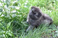 Orange - Pumpkin, a male Keeshond for sale in Pleasant Grove, UT – 4 of 10