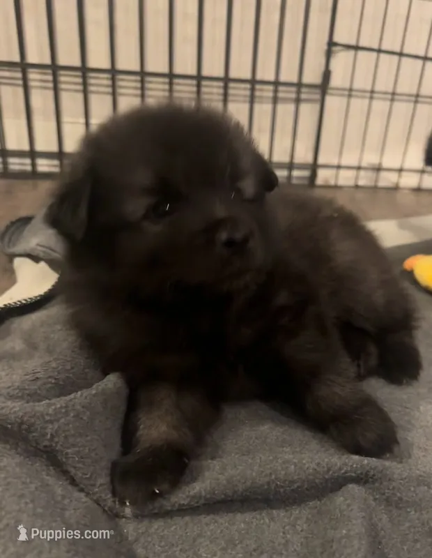 Light Blue - Bubbles – Keeshond puppy for sale in Pleasant Grove, UT