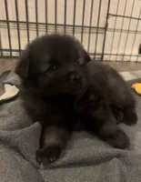 Light Blue - Bubbles, a female Keeshond for sale in Pleasant Grove, UT – 1 of 8