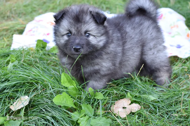 Green - Forest – Keeshond puppy for sale in Pleasant Grove, UT