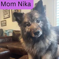 Orange - Pumpkin, a female Keeshond for sale in Pleasant Grove, UT – 5 of 5