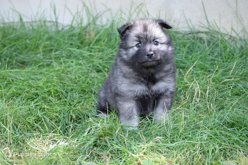 Red - Clifford – Keeshond puppy for sale in Pleasant Grove, UT