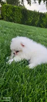 Oreo , a male Pomeranian for sale in West Sacramento, CA – 2 of 4