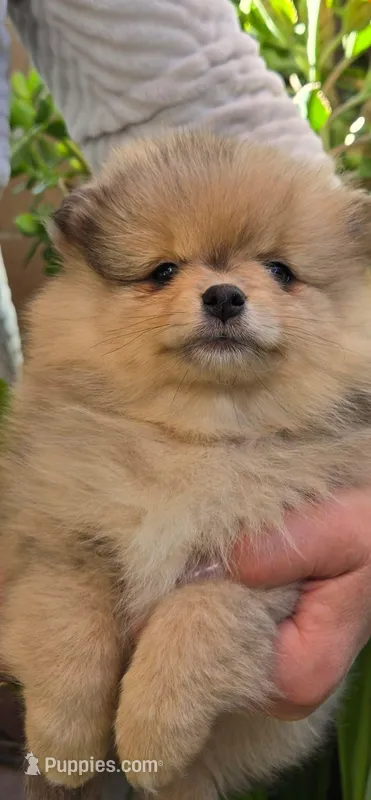 Nala – Pomeranian puppy for sale in West Sacramento, CA