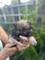 Sable, a female Pomeranian for sale in West Sacramento, CA – 5 of 5
